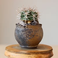 たけろうポット / テツ no.828-82 | 芽の巣山