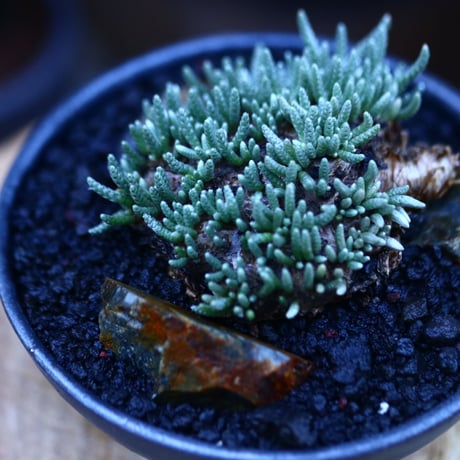 アボニア   クイナリア   アルストニー  赤花／Avonia quinaria ssp. alstonii    no.111405