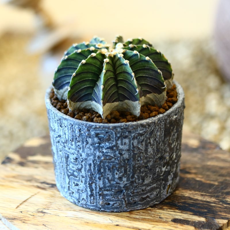 作家鉢 姫野翔太 アガベ 塊根植物