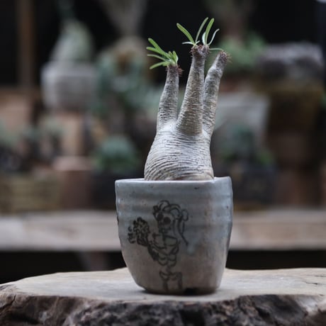 パキポディウム  グラキリス／Pachypodium  gracilius  no.1002/8