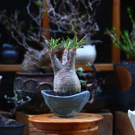 パキポディウム  グラキリス／Pachypodium  gracilius       no.92641