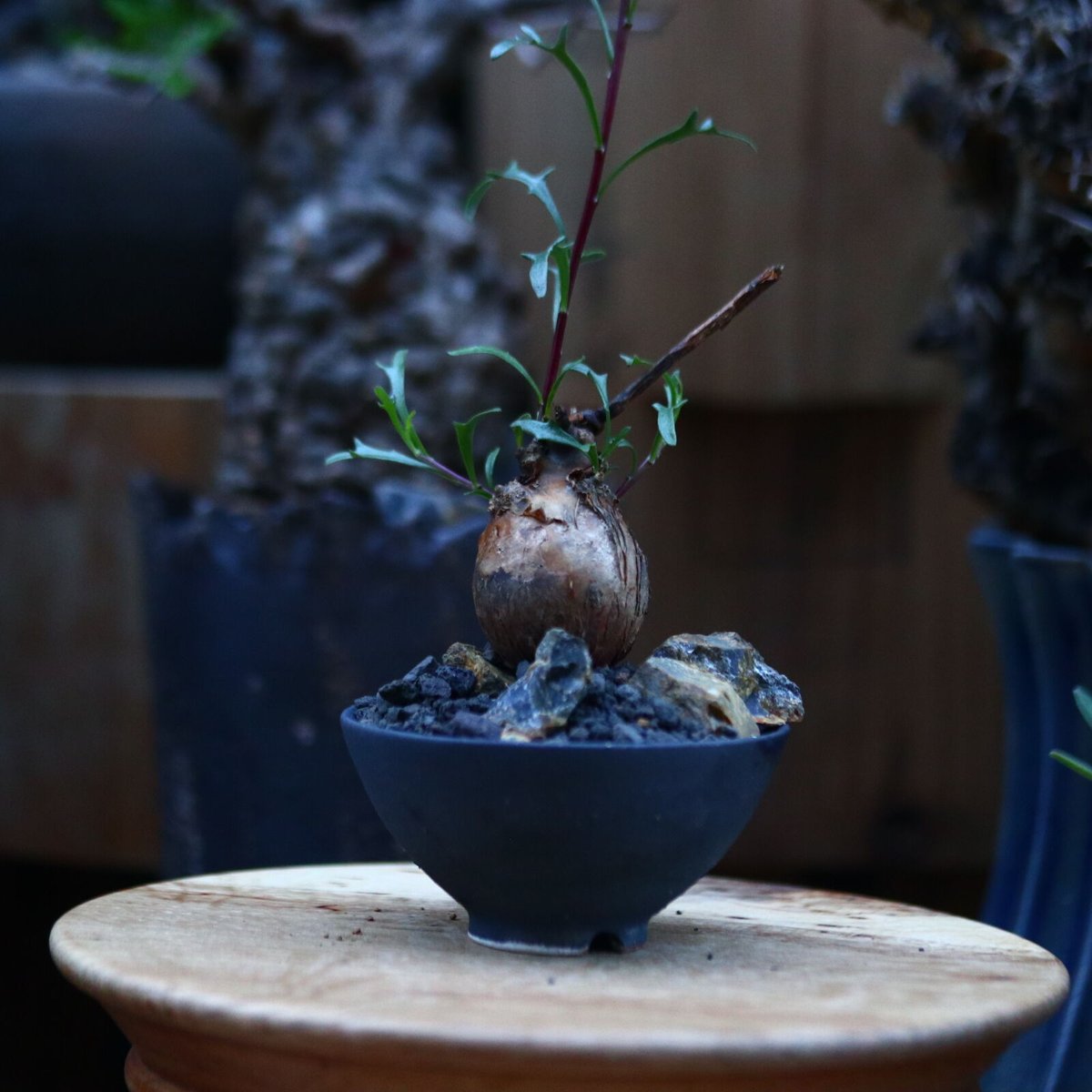 オトンナ ロバタ／Othonna lobata no.120531 | 芽の巣山