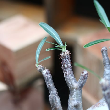 パキポディウム  グラキリス／Pachypodium  gracilius    no.91128