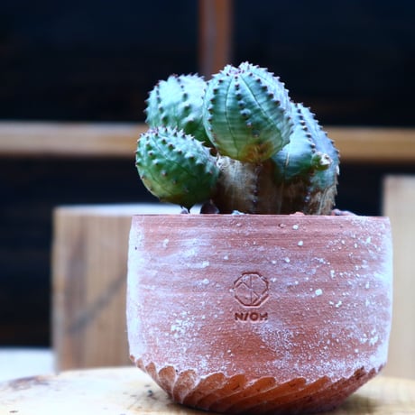 ユーフォルビア  オベサ hyb. ／Euphorbia obesa  hyb.    no.52311