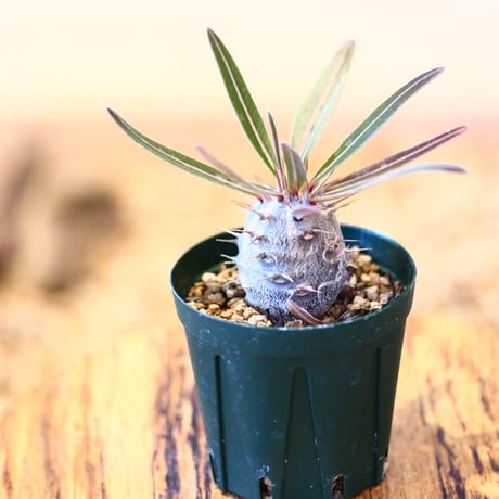 パキポディウム カクチペス(実生) / Pachypodium rosulatum var. cactipes   no.51448