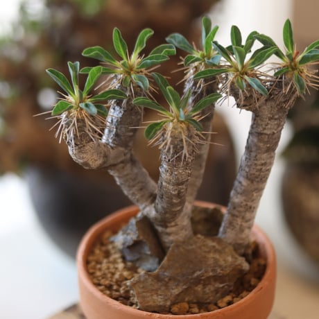 Euphorbia guillauminiana × YAMABACHI  no.81886