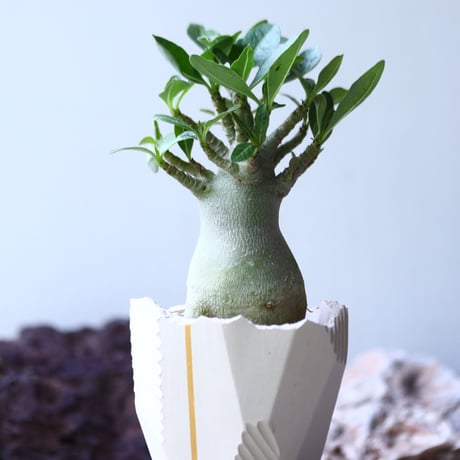 アデニウム アラビアカム （小型アラビカム） Adenium.arabicum  no.017