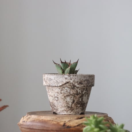 Agave titanota"FO-076" × YAMABACHI ver. takero pot　no.51916
