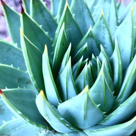 アロエ   ポリフィラ    Aloe polyphylla  no.30101