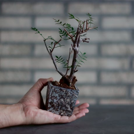 Bursera microphylla  × takero pot (2号)  no.830-13