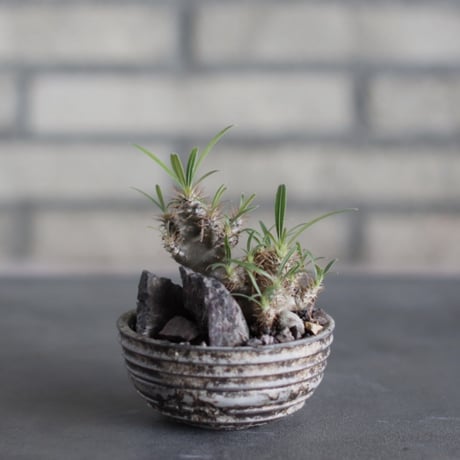 Pachypodium gracilius × takero pot (3号)  no.524/32