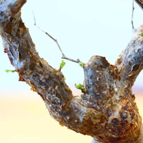 コミフォラ モンストローサ / Commiphora monstrosa   no.62505