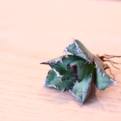 'ハルコイ´セット (N/OH × Agave titanota "FO-076)  no.30376