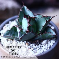 アガベ チタノタ　ブラック＆ブルー Agave titanota black&bule   no.42679