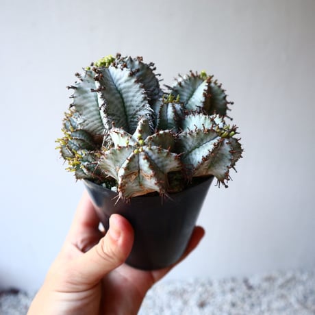 ユーフォルビア  ホリダ   Euphorbia  horrida   no.111103