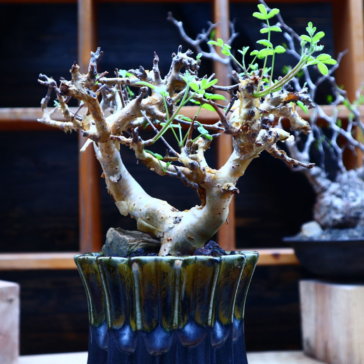 コミフォラ ストックシアナ 現地球 発根済み 白 ぺりぺり コミフォラ