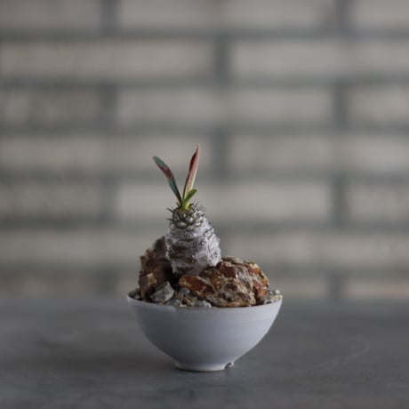 Euphorbia pachypodioides × Kazuhiro Arima (3号)  no.907-37
