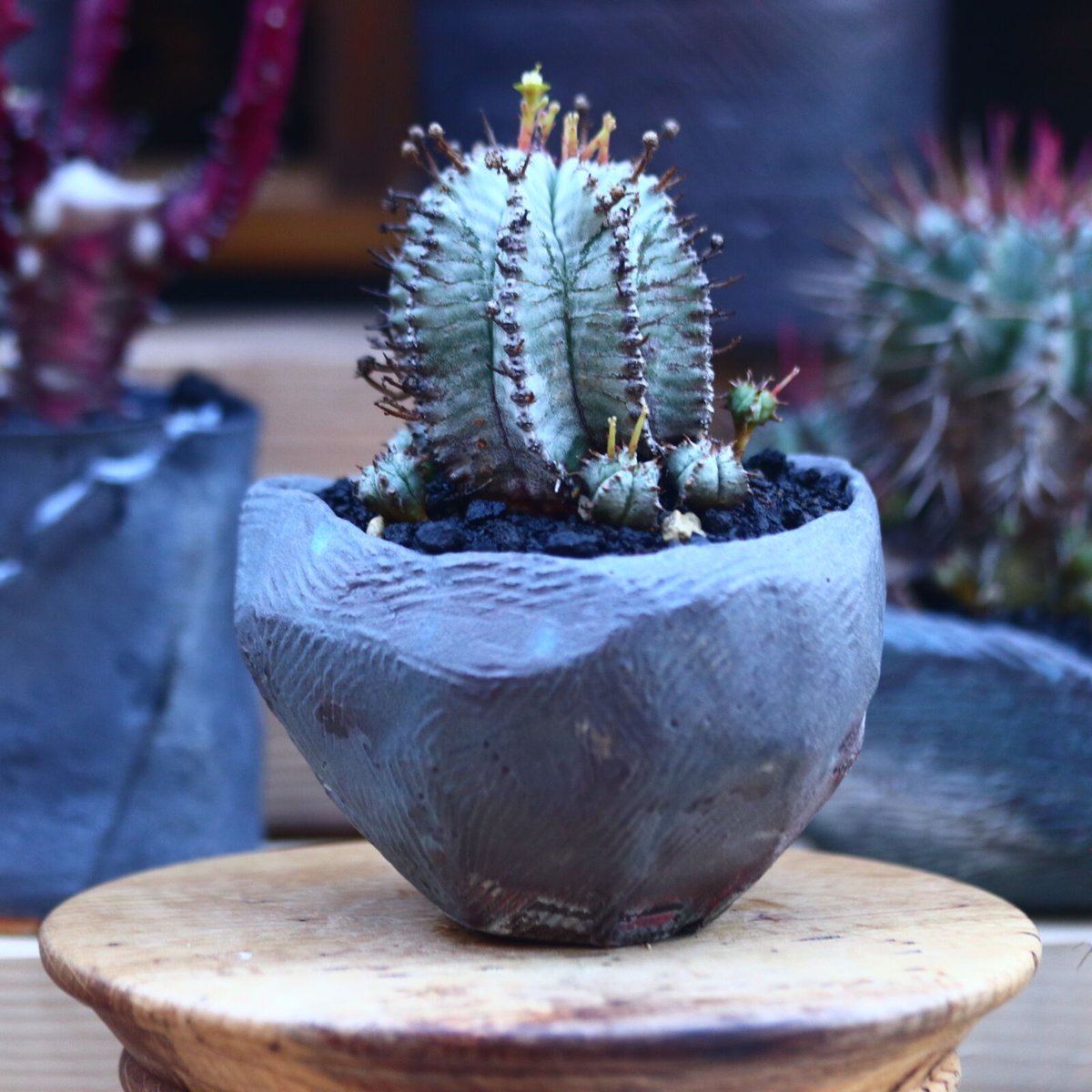 ユーフォルビア 白衣ホリダ no.32120 | 芽の巣山 ユーフォルビア 白衣ホリダ no.32120 | 芽の巣山