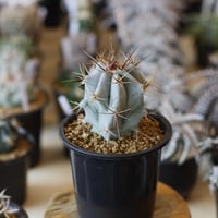 たけろうポット、　ちぎり、　白サビＳ たけろうポット / ちぎり/ 白サビ / ツブ / S no.211-20 | 芽の巣山