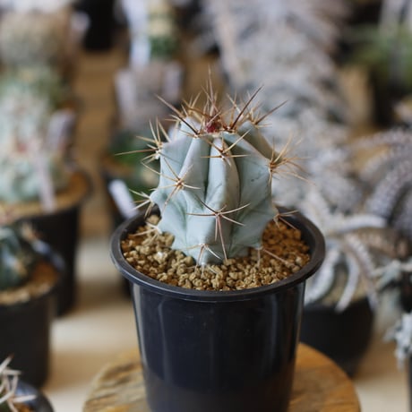 Echinocactus ingens / 巌 (3.5号)  no.1226/6
