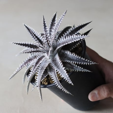 Dyckia 'Bakers Domain' x 'Super Arizona' Shidoku_Plants Hybrid / (3.5号鉢)  no.913/61