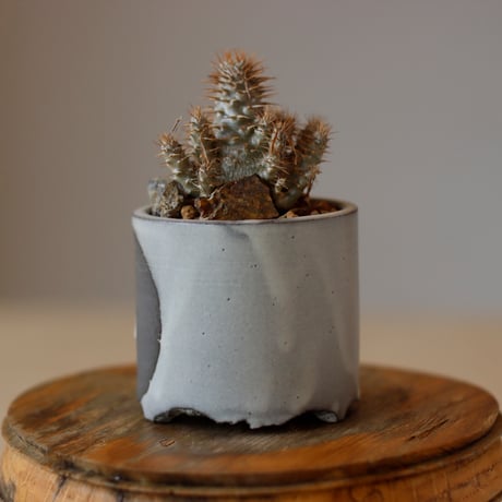 Pachypodium gracilius × N/OH (2.5号)  no.1118/9