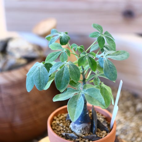 YAMABACHI × Adenia glauca    no.1119-18