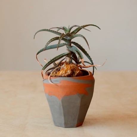 CATEGORY site up plant | 芽の巣山