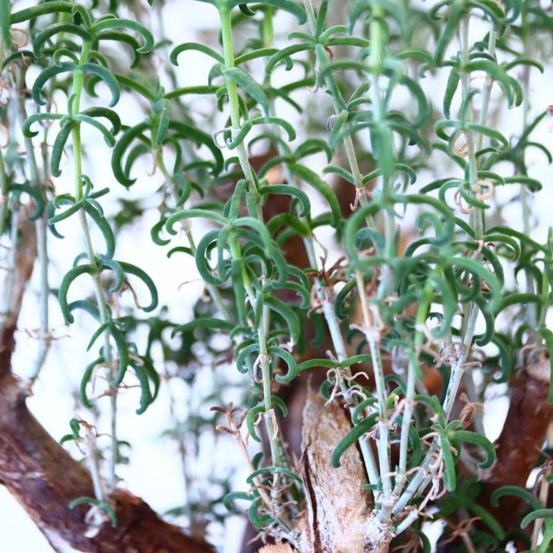 メストクレマ アルボリフォルメ / Mestoklema arboriforme no.80