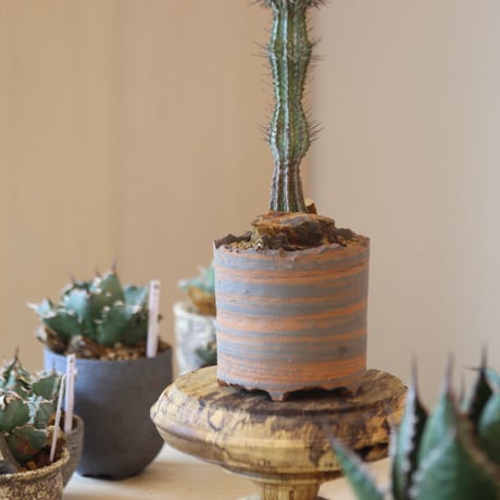 Euphorbia  horrida × N/OH    no.90144