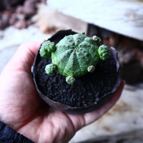 ユーフォルビア  仔吹きオベサ     Euphorbia obesa　no.71407