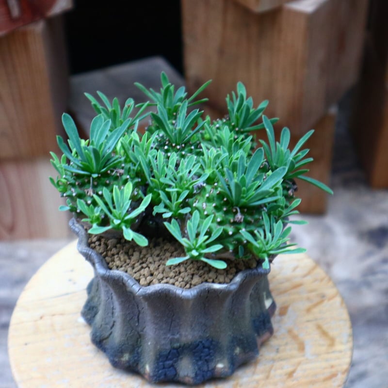 ユーフォルビア　峨眉山(euphorbia japonica) ユーフォルビア 峨眉山／Euphorbia 'Gabisan' no.50910 |