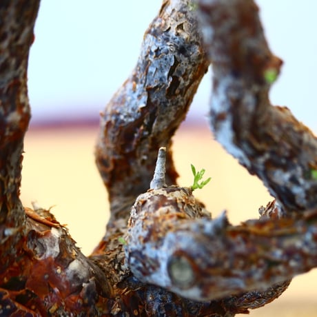 コミフォラ モンストローサ / Commiphora monstrosa   no.62507