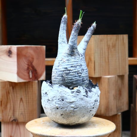 パキポディウム  グラキリス／Pachypodium  gracilius       no.62668