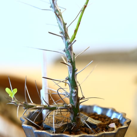 Fouquieria hyb. purpusii × fasciculata × soso    no.111239