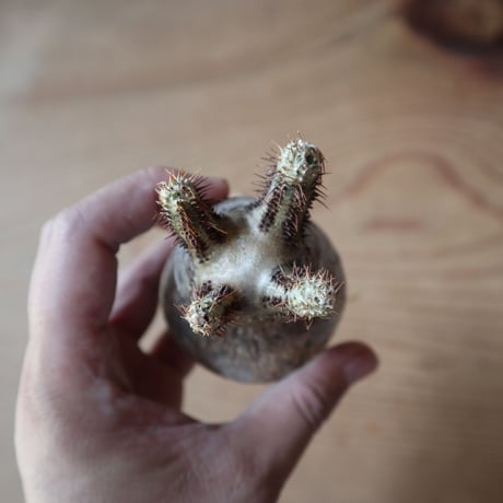 パキポディウム グラキリス Pachypodium rosulatum var. gracilius no.630PG9