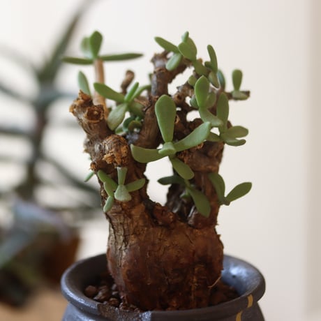 Ceraria pygmaea × N/OH   no.82536