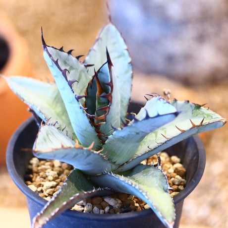 Agave titanota 　no.32449