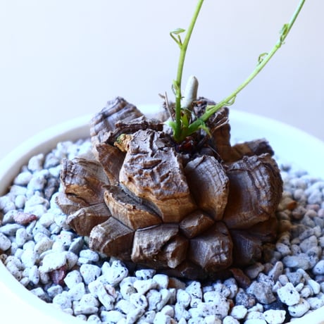 ディオスコレア   亀甲竜    Dioscorea elephantipe     no.11210