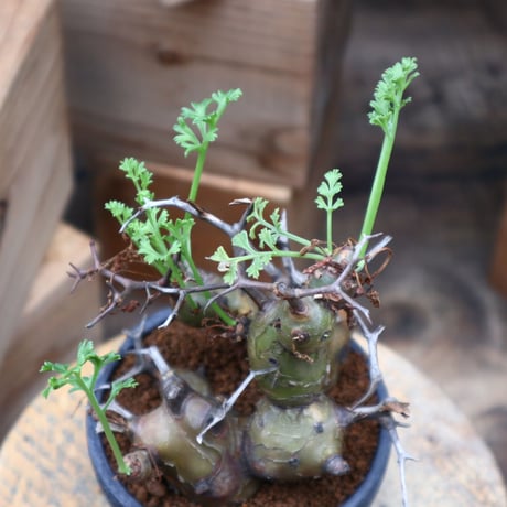 ペラルゴニウム  クリズミフォリウム／Pelargonium crithmifolium    no.82817
