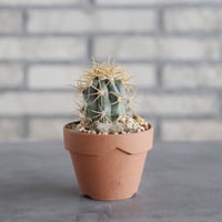 Ferocactus chrysacanthus (金冠竜) × YAMABACHI (3号) no.621/50