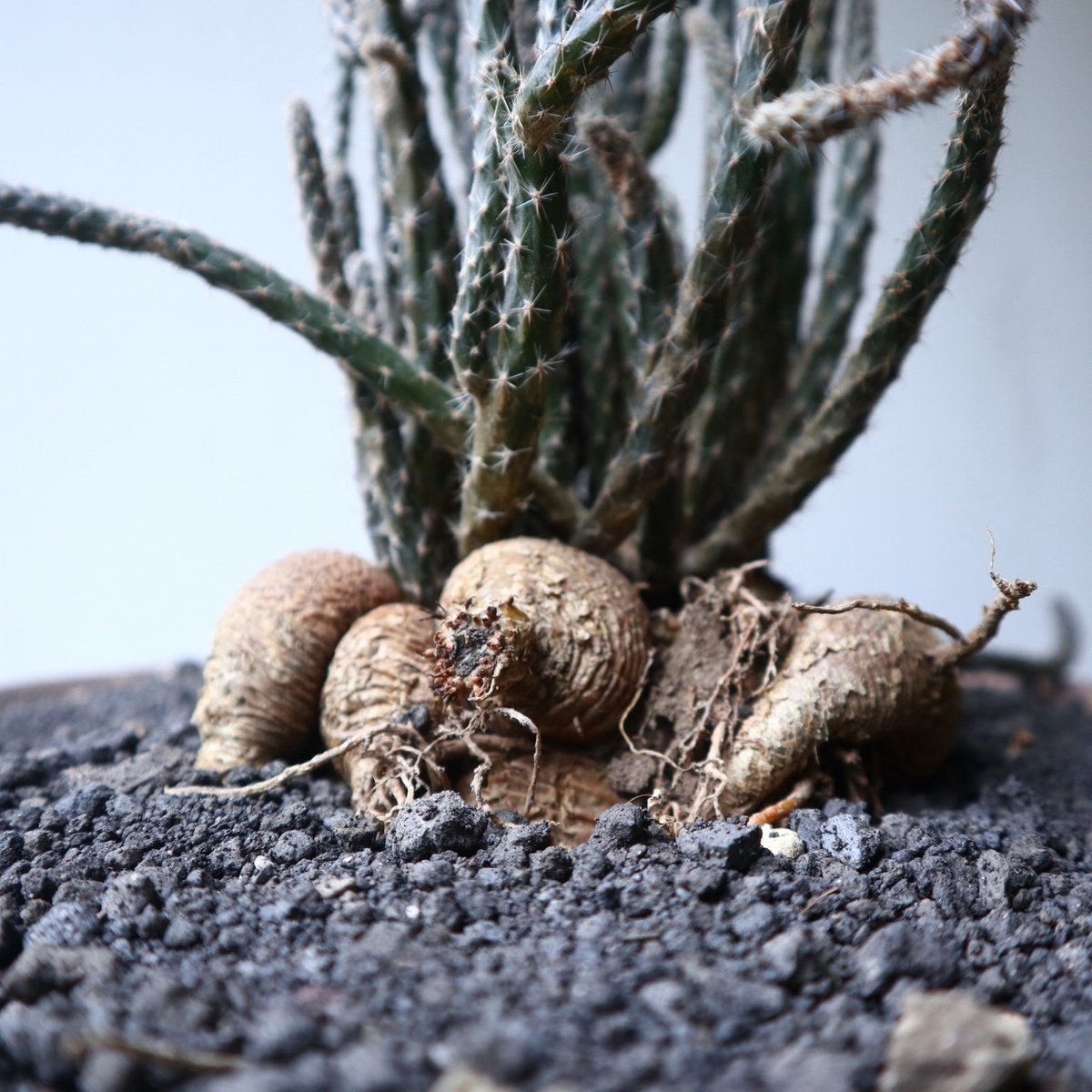 プテロカクタス ツベローサス 黒竜 Pterocactus tuberosus ...