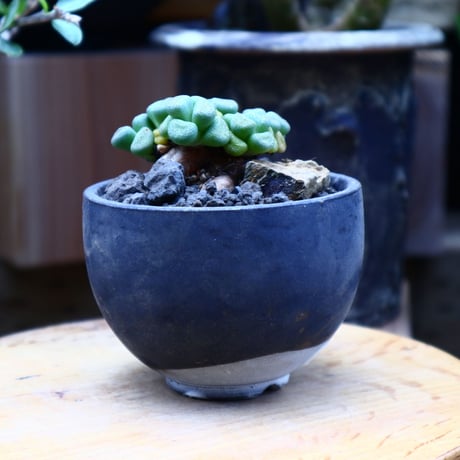 アロイノプシス スクーネーシー／Aloinopsis schooneesii   no.60619