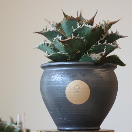 Agave titanota solareclipse × N/OH  no.90110