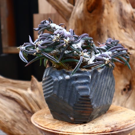 ユーフォルビア キリンドフォリア / Euphorbia cylindrifolia   no.31244