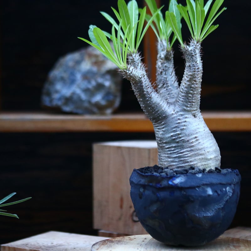 パキポディウム イノピナツム／Pachypodium Inopinatum no.123