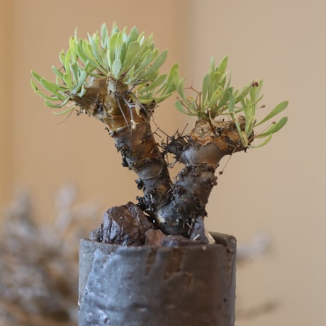 Othonna euphorbioides (黒鬼城) × N/OH   no.117-24