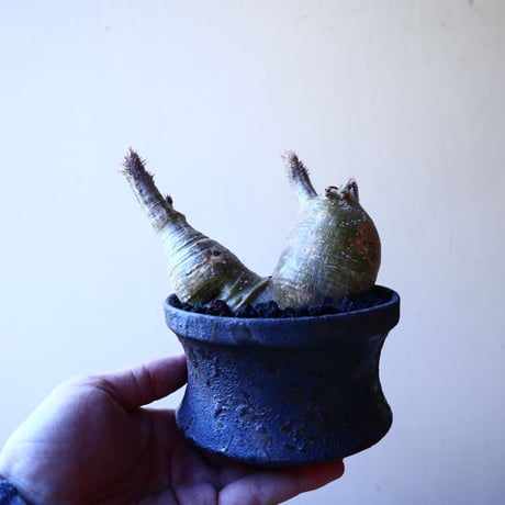 パキポディウム グラキリス   Pachypodium rosulatum var. gracilius no.11901