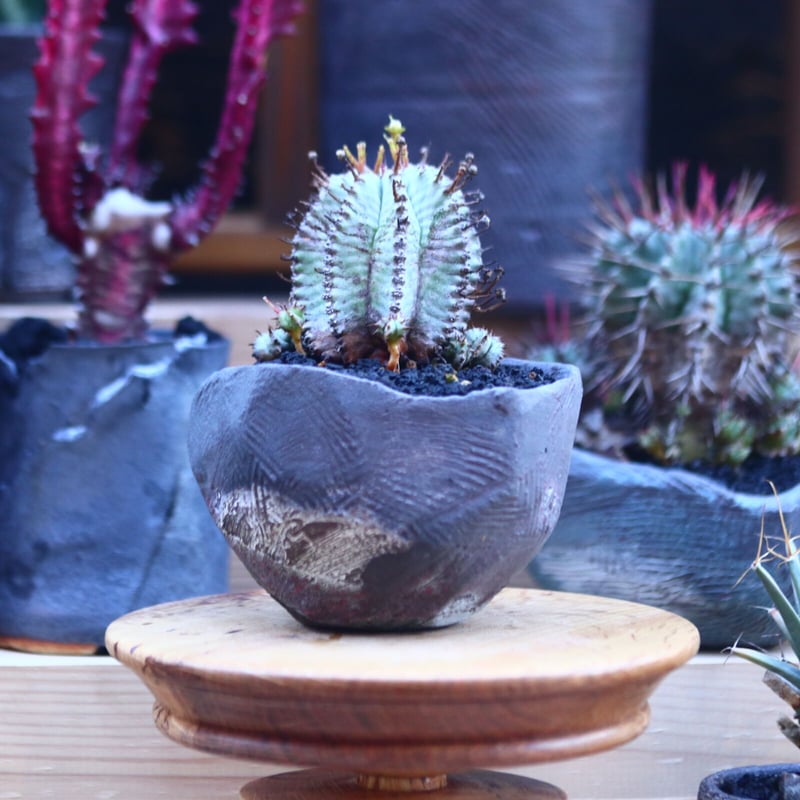 ユーフォルビア 白衣ホリダ no.32120 | 芽の巣山