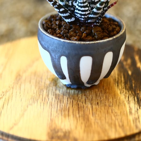 たけろうポット Haworthia 'Choveriba'   no.102218